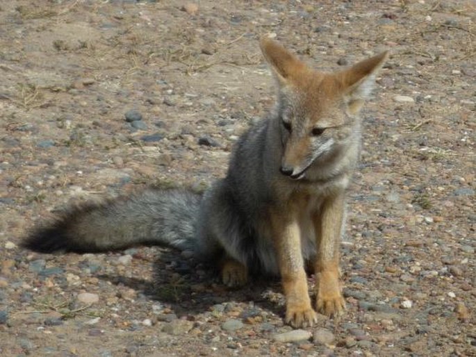 Lycalopex griseus (Gray, 1837); pes argentinský