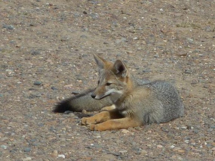 Lycalopex griseus, pes argentinský