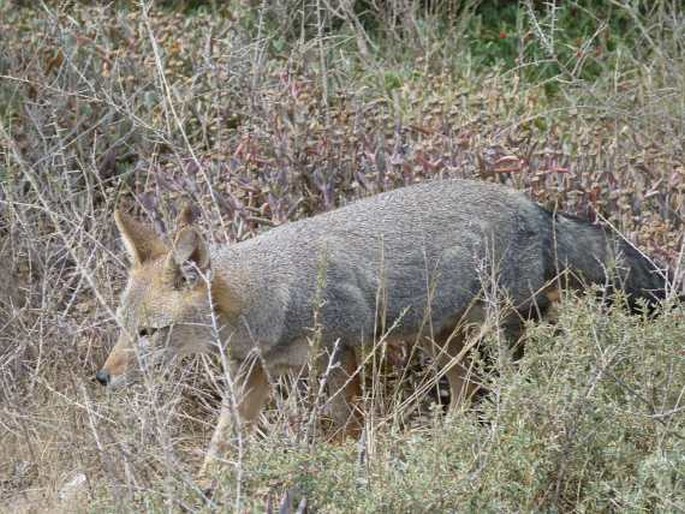 Lycalopex griseus, pes argentinský