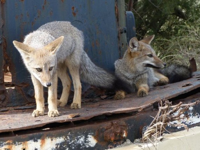 Lycalopex griseus, pes argentinský