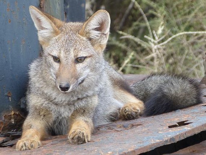 Lycalopex griseus, pes argentinský