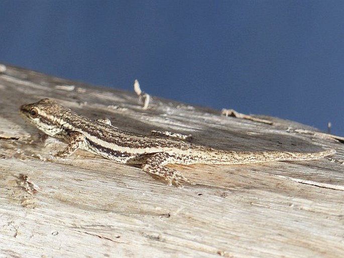 Lygodactylus capensis, gekon kapský