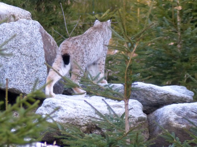 Lynx lynx, rys ostrovid