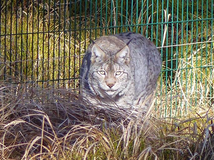 Lynx lynx, rys ostrovid