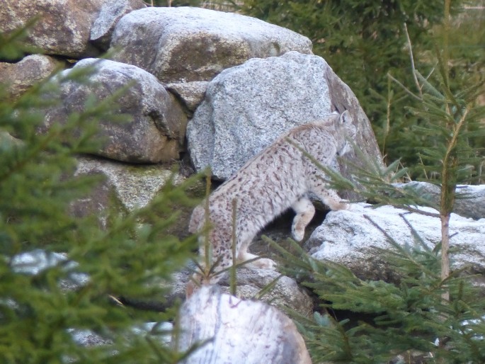 Lynx lynx, rys ostrovid