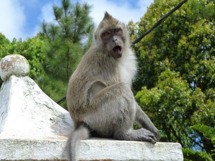 Macaca fascicularis (Raffles, 1821); makak jávský