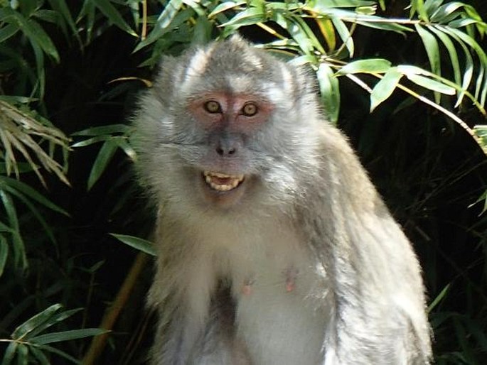 Macaca fascicularis, makak jávský