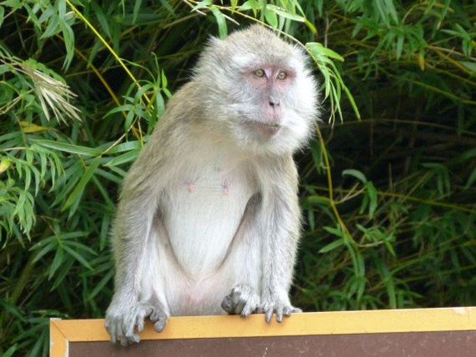 Macaca fascicularis, makak jávský