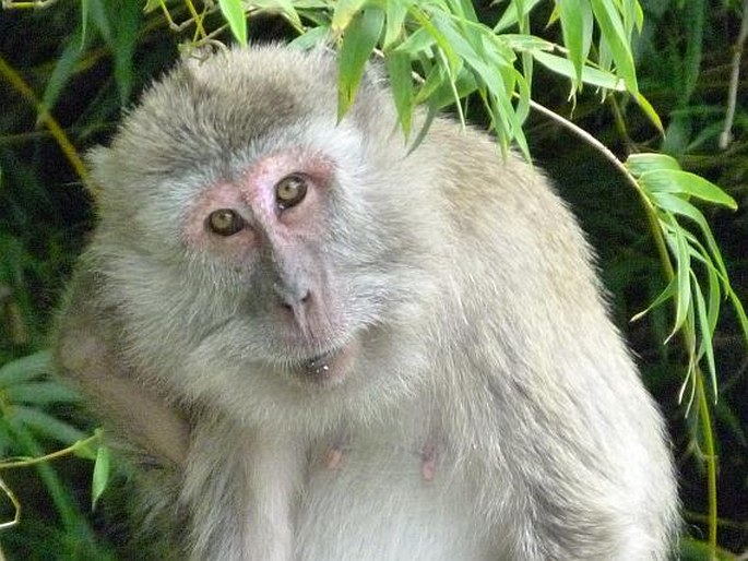Macaca fascicularis, makak jávský