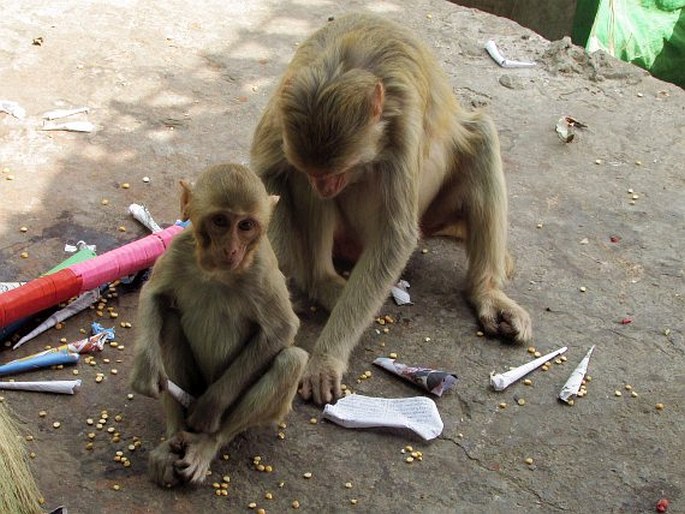 Macaca mulatta, makak rhesus