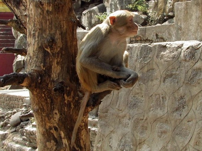 Macaca mulatta, makak rhesus