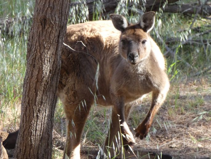 Macropus fuliginosus, klokan velký