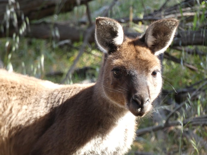 Macropus fuliginosus, klokan velký