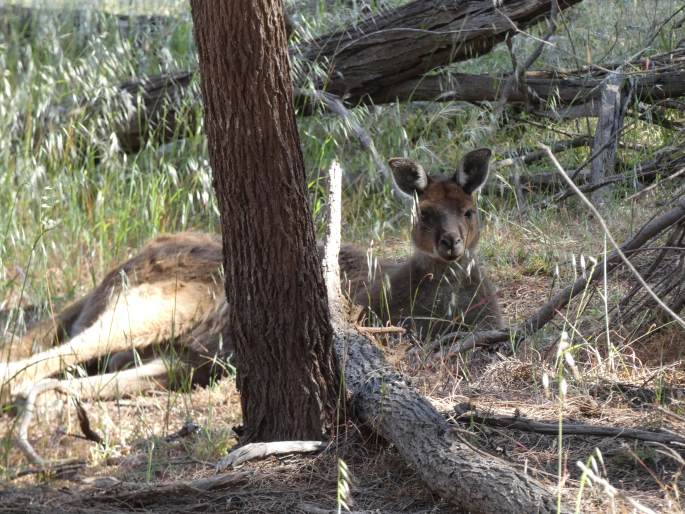 Macropus fuliginosus, klokan velký