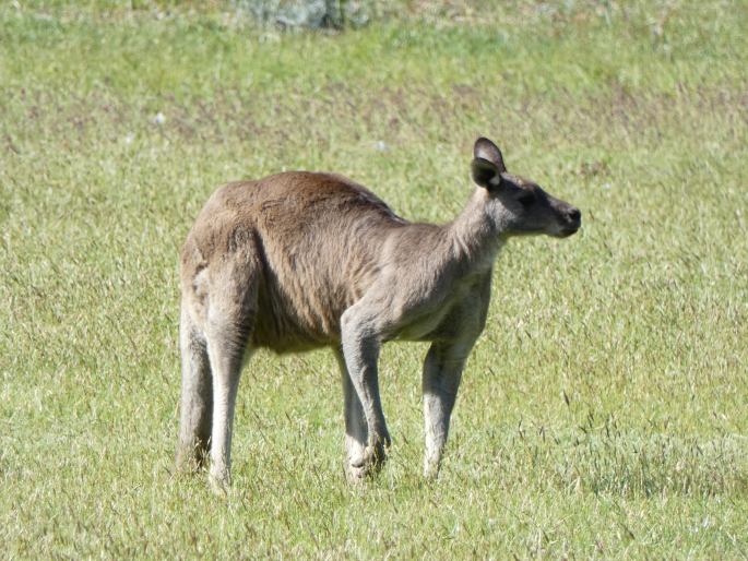 Macropus giganteus, klokan obrovský