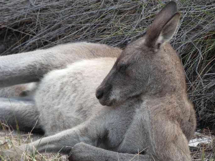 Macropus giganteus, klokan obrovský