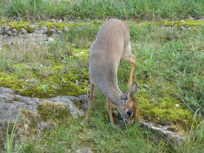 Madoqua kirkii, dikdik Kirkův
