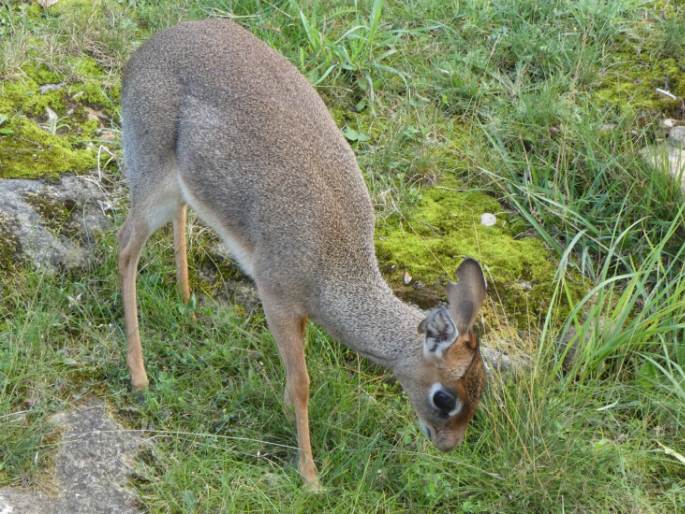 Madoqua kirkii, dikdik Kirkův