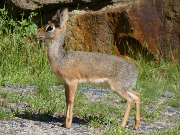 Madoqua kirkii, dikdik Kirkův