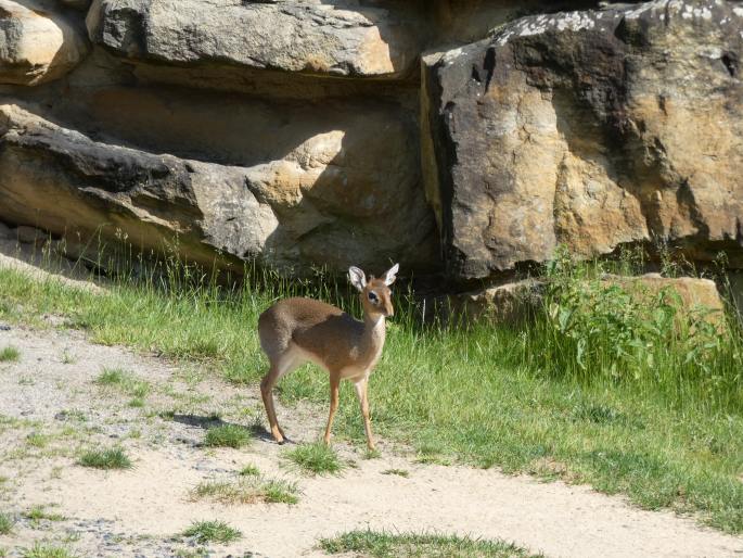 Madoqua kirkii, dikdik Kirkův