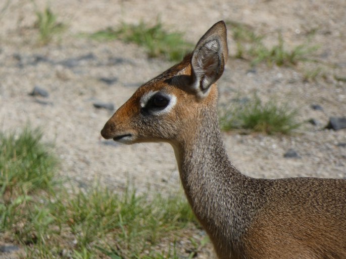 Madoqua kirkii, dikdik Kirkův