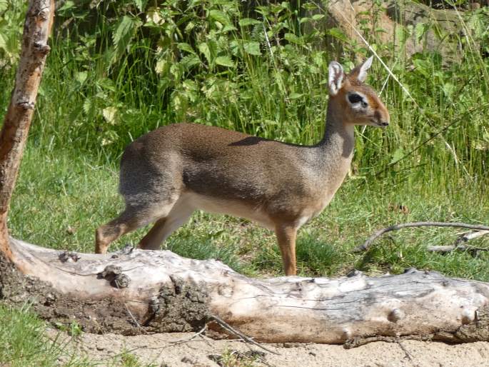 Madoqua kirkii, dikdik Kirkův