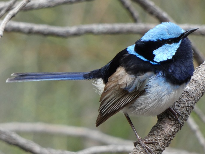 Malurus cyaneus, modropláštník nádherný