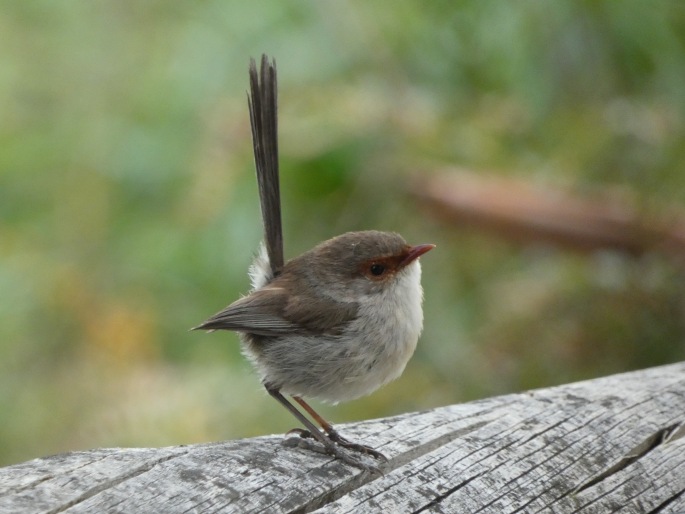 Malurus cyaneus, modropláštník nádherný