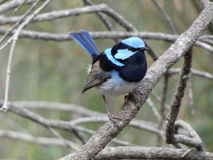 Malurus cyaneus, modropláštník nádherný