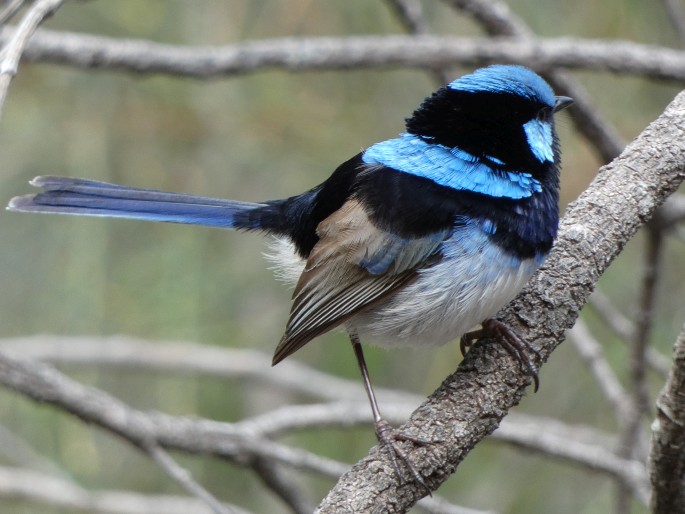 Malurus cyaneus, modropláštník nádherný