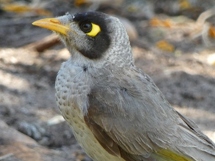 Manorina melanocephala, medosavka hlučná