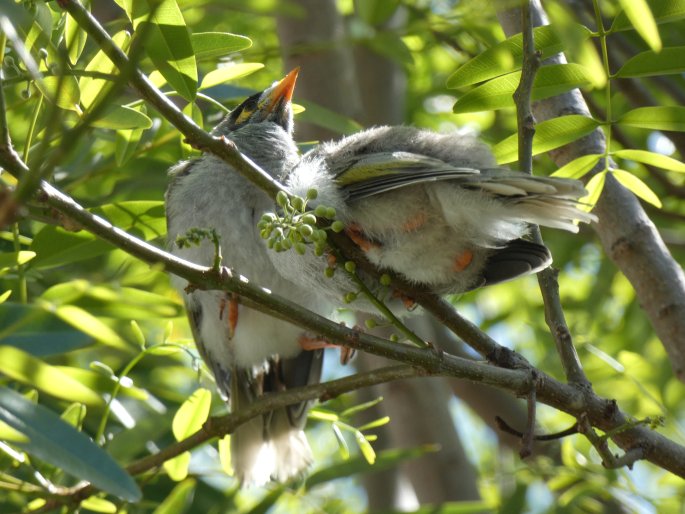 Manorina melanocephala, medosavka hlučná