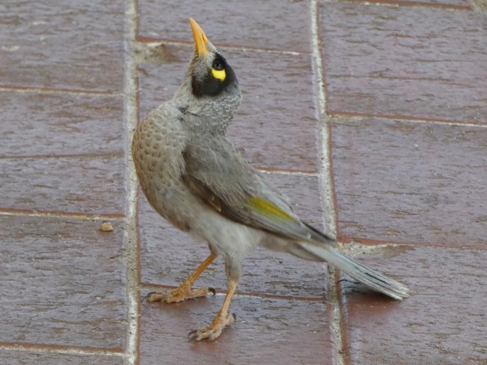 Manorina melanocephala, medosavka hlučná