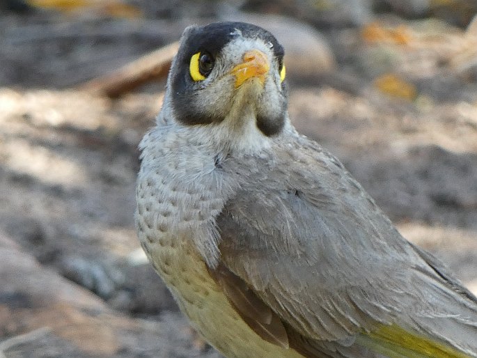 Manorina melanocephala, medosavka hlučná