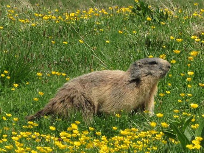 Marmota marmota (Linnaeus, 1758); svišť horský