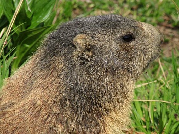 Marmota marmota, svišť horský