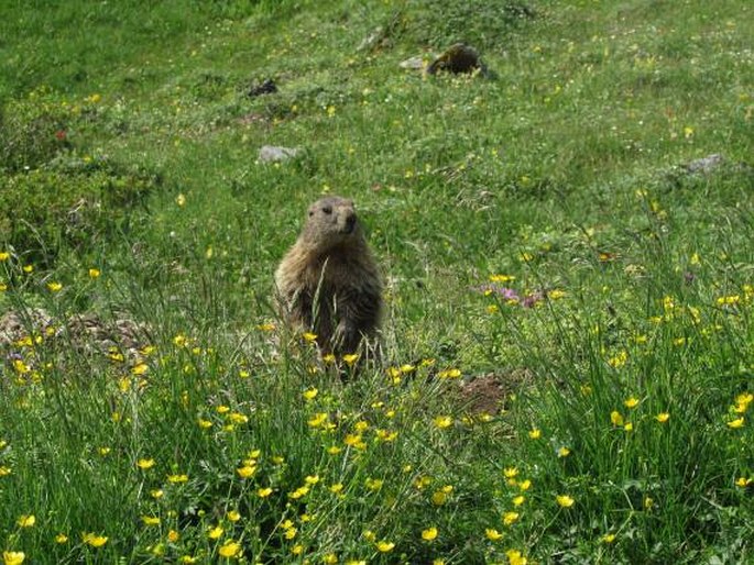 Marmota marmota, svišť horský