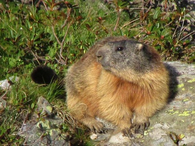 Marmota marmota, svišť horský