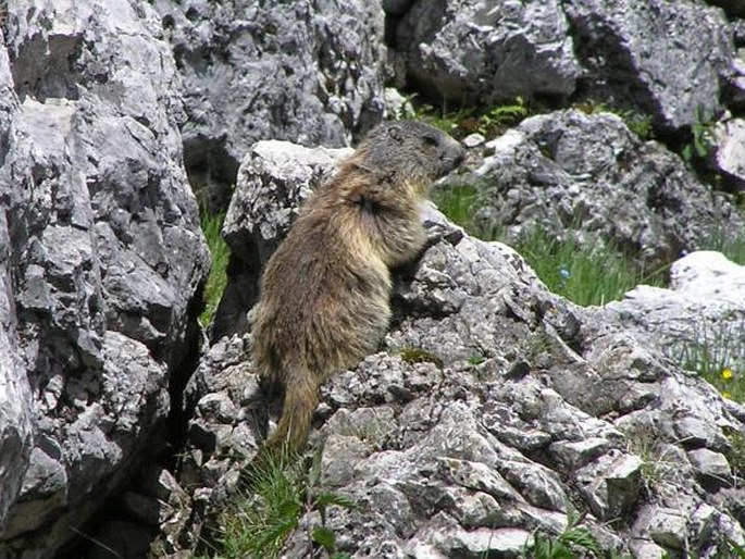 Marmota marmota, svišť horský