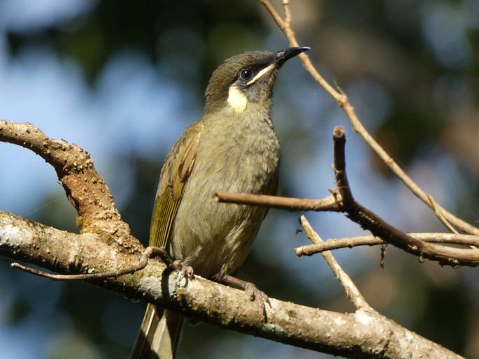 Meliphaga lewinii, medosavka jasnohlavá