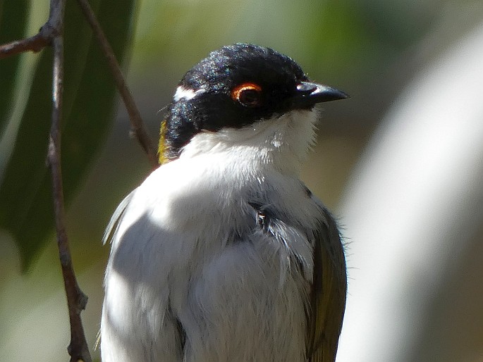 Melithreptus lunatus, kystráček blahovičníkový