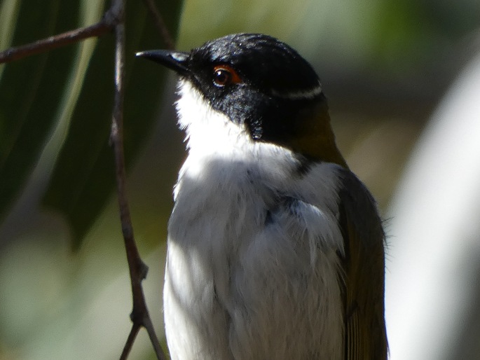 Melithreptus lunatus, kystráček blahovičníkový