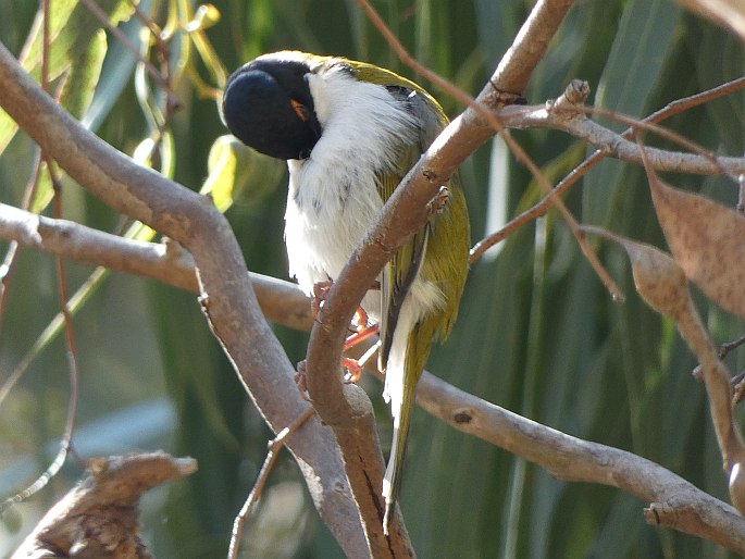 Melithreptus lunatus, kystráček blahovičníkový