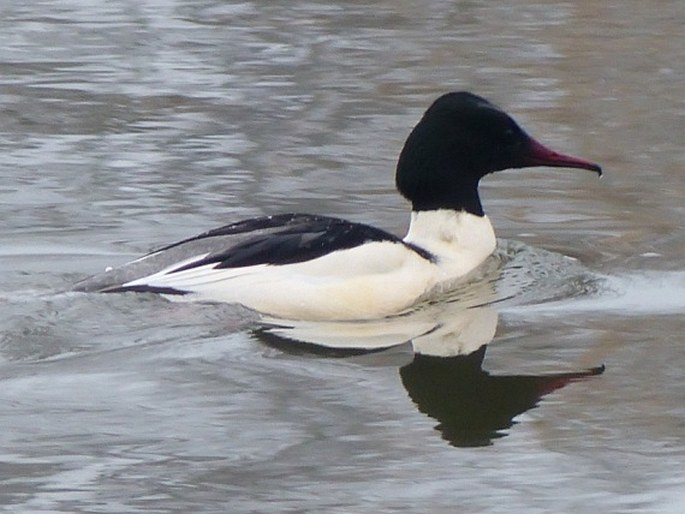 Mergus merganser, morčák velký