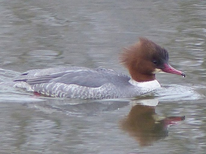 Mergus merganser, morčák velký