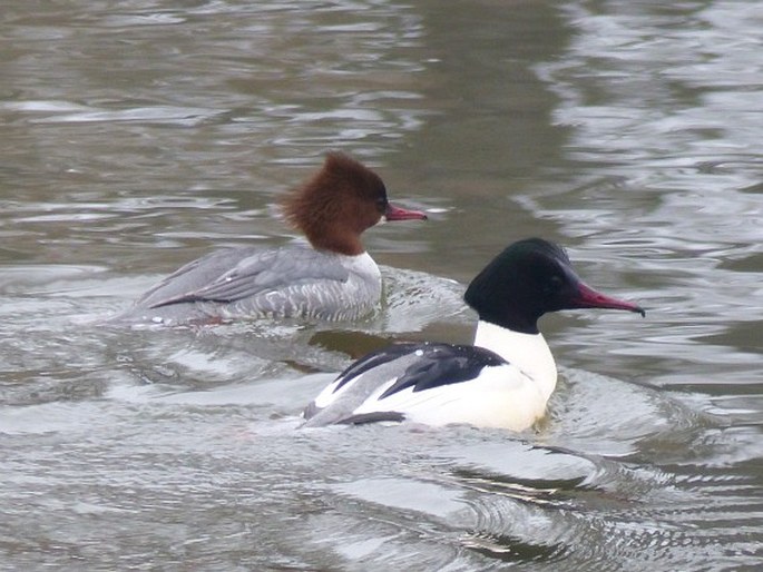 Mergus merganser, morčák velký