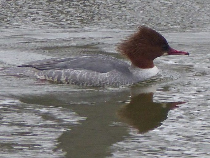 Mergus merganser, morčák velký