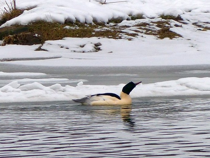 Mergus merganser, morčák velký