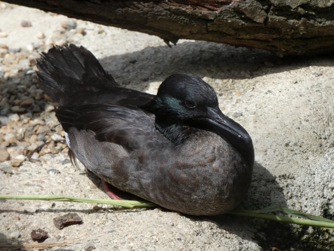 Mergus octosetaceus, morčák paranský