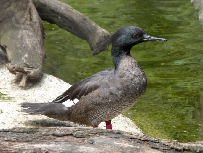 Mergus octosetaceus, morčák paranský